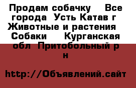 Продам собачку  - Все города, Усть-Катав г. Животные и растения » Собаки   . Курганская обл.,Притобольный р-н
